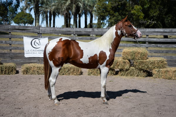 Lote INCIERTO ONLY JAB CACH