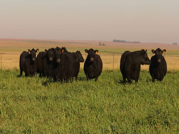 Lote VACAS  ANGUS NEGRAS MAS  C/ GTIA DE PREÑEZ