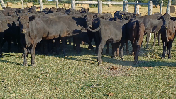 Lote 61 Terneras en Villaguay, Entre Ríos