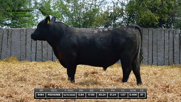 Lote ABERDEEN ANGUS P.I.