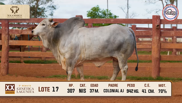Lote Lote 17