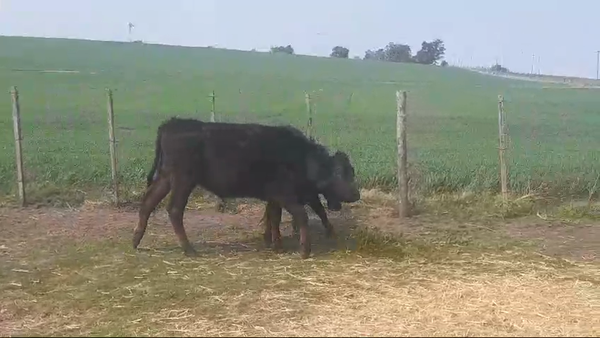 Lote (Vendido)2 Terneros ANGUS 295kg -  en EL CHILENO