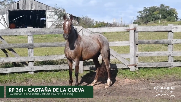 Lote CASTAÑA DE LA CUEVA