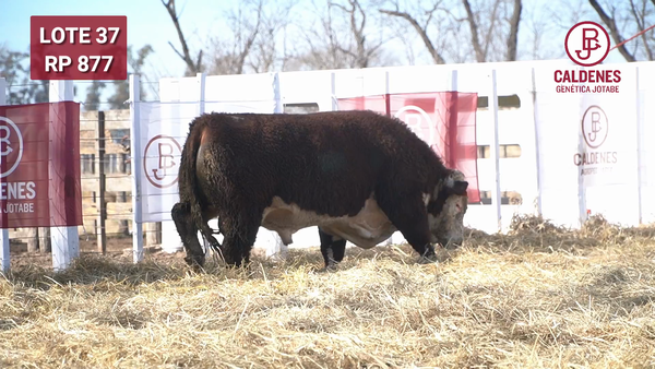 Lote Toro PR