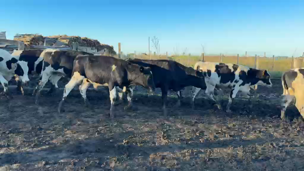 Lote TERNEROS