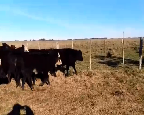 Lote 42 Terneros/as de 195Kg en Verónica, Buenos Aires