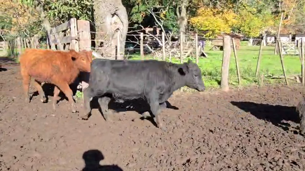 Lote 65 Terneros