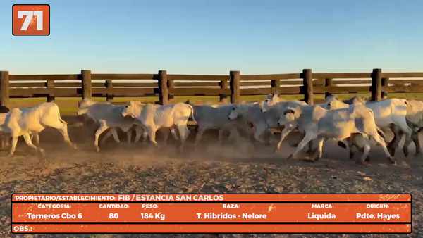 Lote LOTE 71