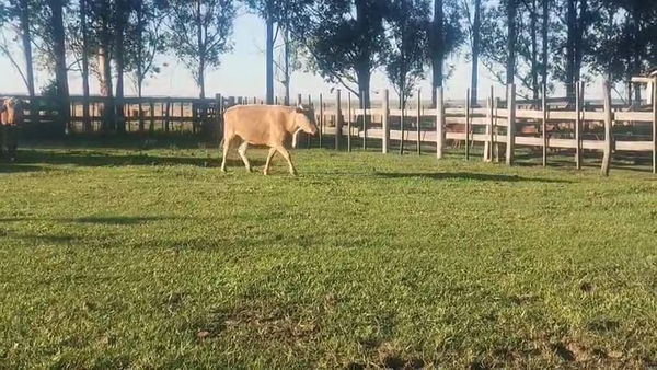 Lote 35 Vacas medio uso C/ gtia de preñez