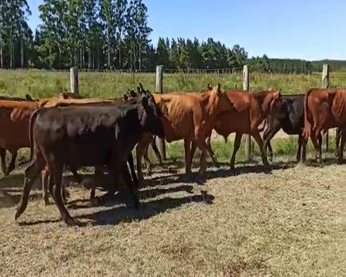 Lote 24 Terneros/as en Concordia, Entre Ríos