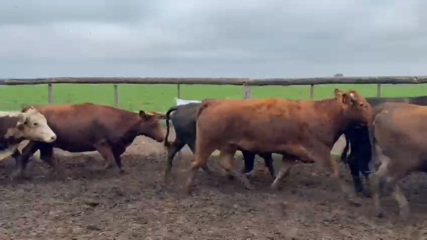 Lote 100 Vacas faena en Córdoba, Transito