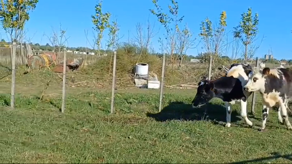 Lote 2 Vaquillonas 1 a 2 años 1 HOLANDO - 1 NORMANDO 290kg -  en EJIDO DE CARDONA