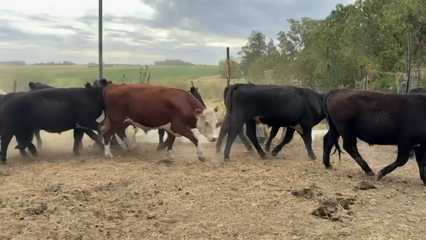 Lote NOVILLOS 1 a 2 AÑOS