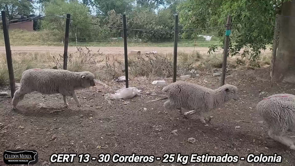 Lote 30 Corderos en Colonia