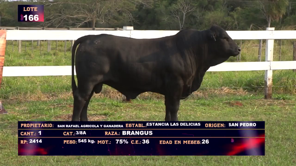 Lote SAN RAFAEL AGRICOLA Y GANADERA SA - LOTE 166