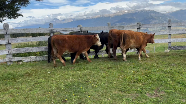 Lote 22 Novillo Engorda en Río Ibáñez, XI Región Aysén
