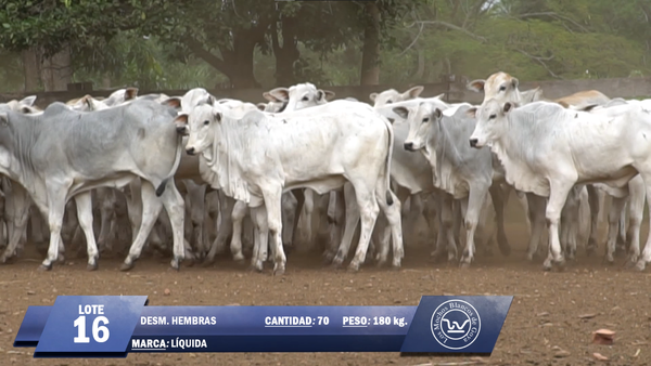 Lote Lote 16