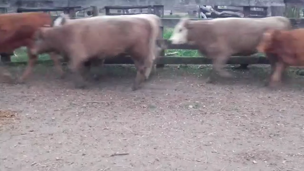 Lote (Vendido)17 Terneras CHA/ CRUZAS 195kg -  en COLONIA SUIZA