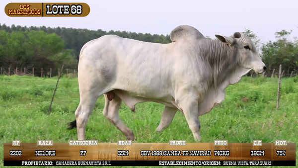 Lote LOTE 68