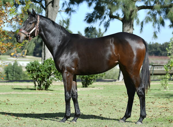Lote PASSION COURT (BRA)