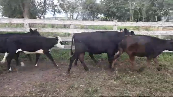 Lote (Vendido)5 Terneras ANGUS/ NORMANDO 245kg -  en SAN PEDRO