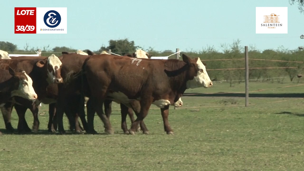 Lote Vaquillas Braford Generales Señal ´20-Preñadas IATF (22-12-2022) y Servicio Colectivo (01/01/23 al 05/02/23)