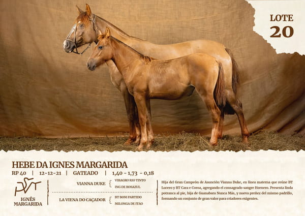 Lote HEBE DA IGNES MARGARIDA