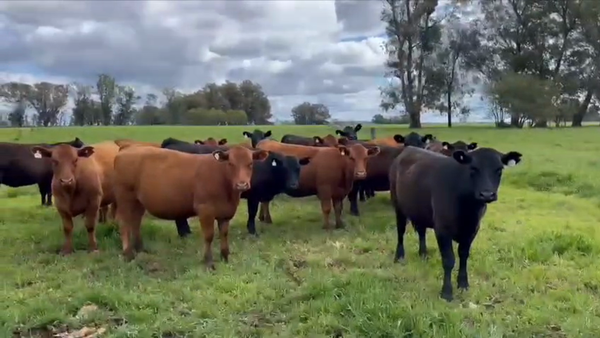 Lote 7 Vaquillonas P/ entorar