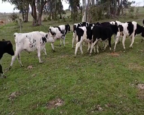 Lote 21 Terneros en Soriano