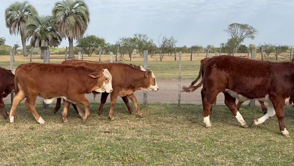 Lote 110 Terneros