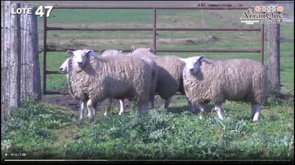 Lote 5 Carneros Texel - Santa Anita, Entre Rios