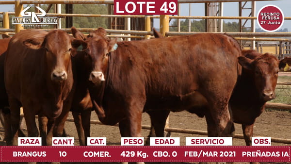Lote Reproductores de Alborada - Lote 49