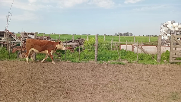 Lote 50 Novillitos Braford en Videla, Santa Fe