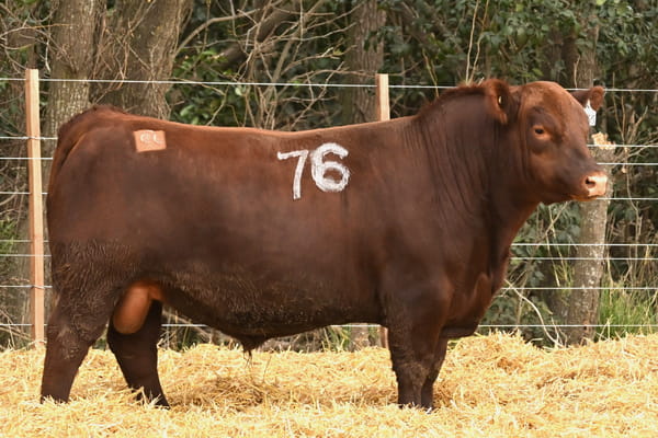 Lote TOROS ANGUS PC