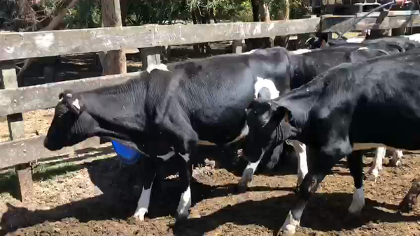 Lote 13 Terneros Holando