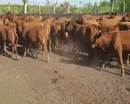 Lote 60 Terneros en Villaguay, Entre Ríos