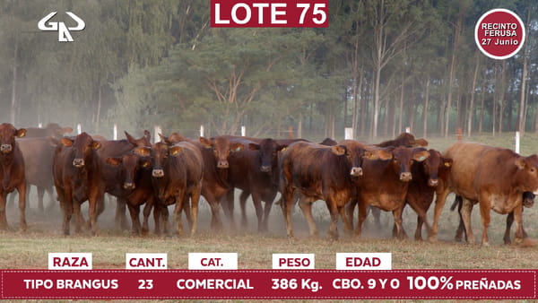 Lote Reproductores de Alborada - Lote 75