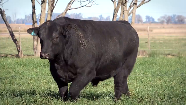 Lote Toros PP y PC a campo con DEPs