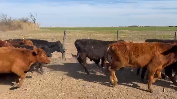 Lote 220 Terneros en Córdoba, Pozo del Molle