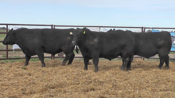 Lote "Toros ""SANTA ROSA"""