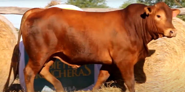 Lote TOROS DE 2 AÑOS