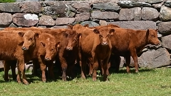 Lote 10 Terneras 146kg - , San José