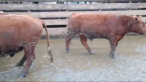 Lote 40 Novillo Gordo en Los Ángeles, VIII Región Biobío