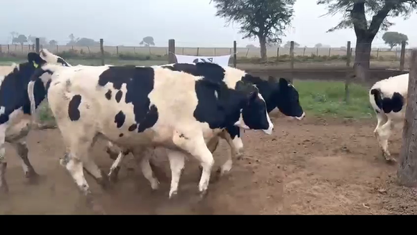 Lote 40 Novillo Consumo