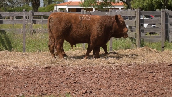 Lote 2 Toros, Salto