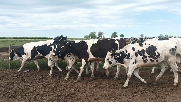 Lote 18 Vaquillonas Holando p/entorar en Galisteo, Santa Fe