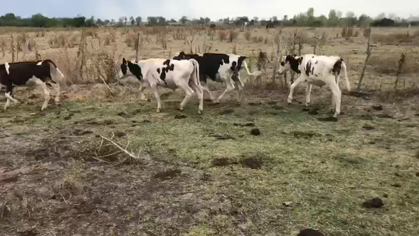 Lote 23 Terneros Holando en Tala