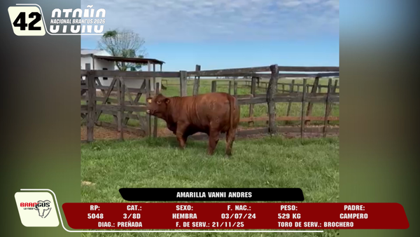 Lote LOTE 42 -DE CAMPO