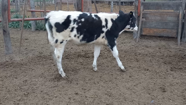 Lote 20 Novillitos Holando Argentino en Col. Aldao, Santa Fe