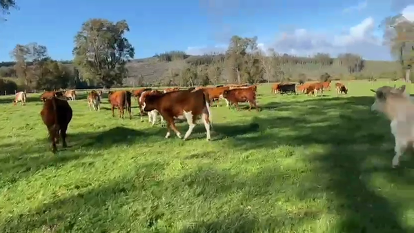 Lote 50 Vaquilla Engorda en Fresia, X Región Los Lagos